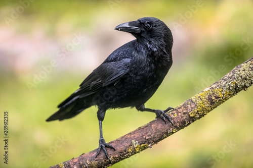 Carrion crow on branch