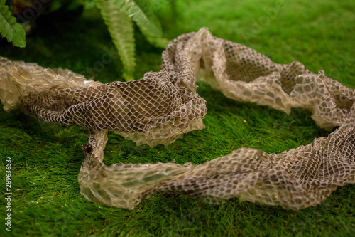 Python molt on a grass, focus selective