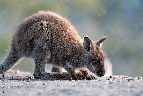 Cute wallaby joey in Tasmania, Australia