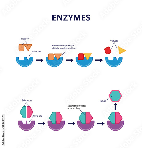 Enzyme substrates and active sites, chemical and biological processes.