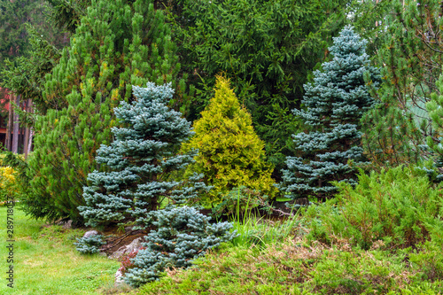 various conifers as an element of landscape design