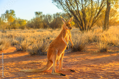 Side view of red kangaroo, Macropus rufus, standing on the red sand of outback central Australia. Australian Marsupial in Northern Territory, Red Center. Desert landscape at golden sunset.