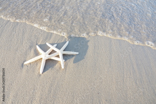 Beautiful starfish staying together on the peaceful beach with sea water flowing in warm morning. Travel, holidays, nature, sea life, inspirational and love concept