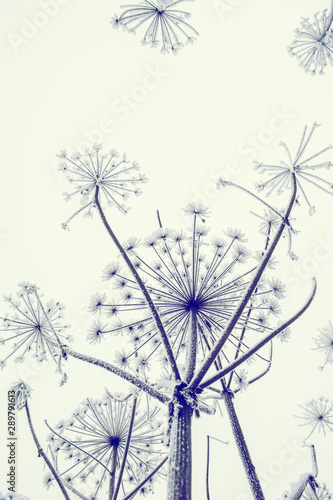 Dry grass against the blue sky in winter. Dry the umbrellas of plants covered with frost, upright. Shining cold in the winter woods. Christmas background