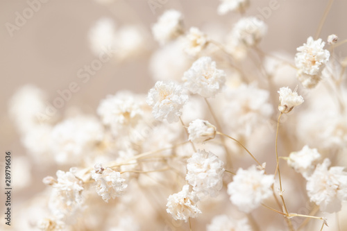 Gypsophila dry little white flowers light macro