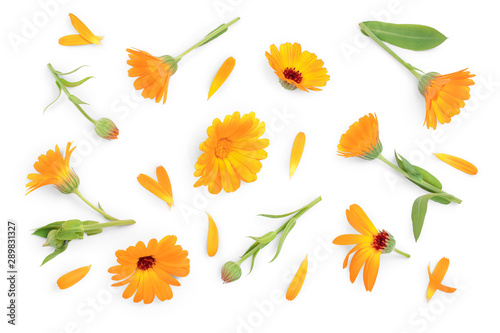 Calendula. Marigold flower isolated on white background. Top view. Flat lay pattern