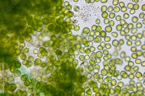 Education of chlorella under the microscope in Lab.