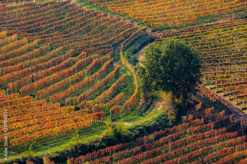 Red, yellow and orange vineyards in Piedmont, Northern Italy.