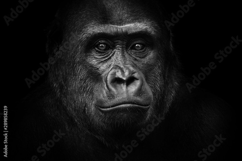 Black and white gorilla