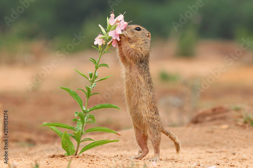 European suslik and flowers