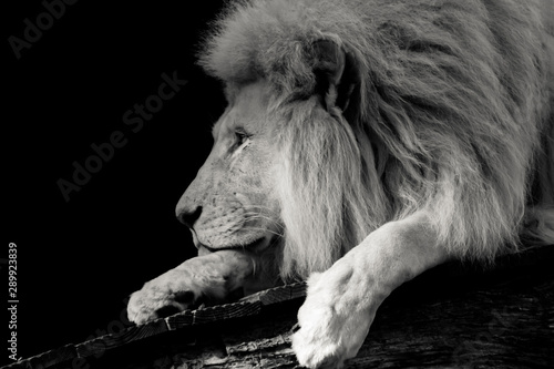 black and white portrait image of lion 