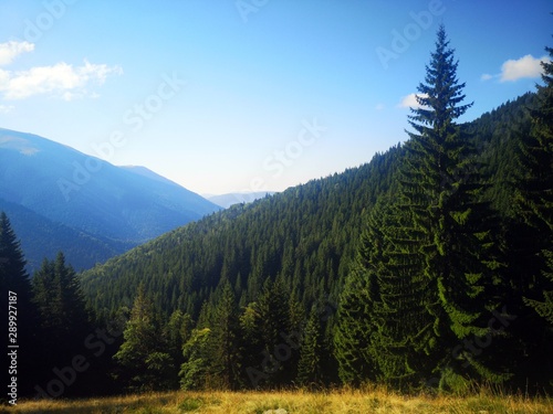 Green pine forest in the mountains 