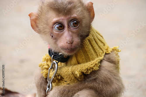 A baby monkey in chains as pets which is a common cruel practice in North Vietnam