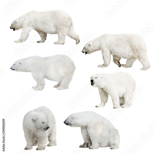six isolated polar bears