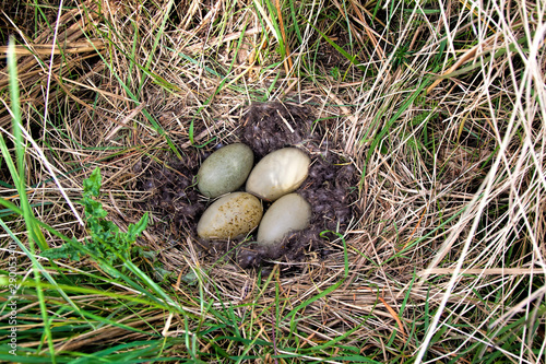 Eider duck nest lined with eider down with four eggs