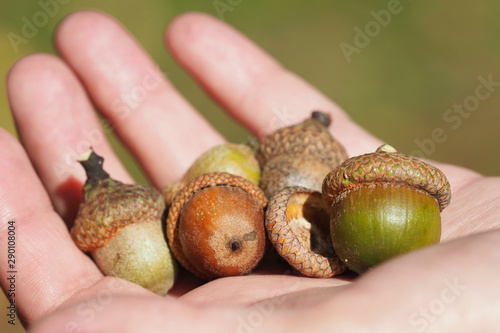 Large acorns of northern red oak in the palm of your hand. Quercus rubra or borealis