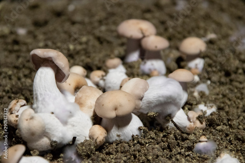 Champignons de PAris