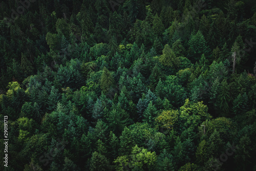 aerial view of a rain forest in the pacific northwest