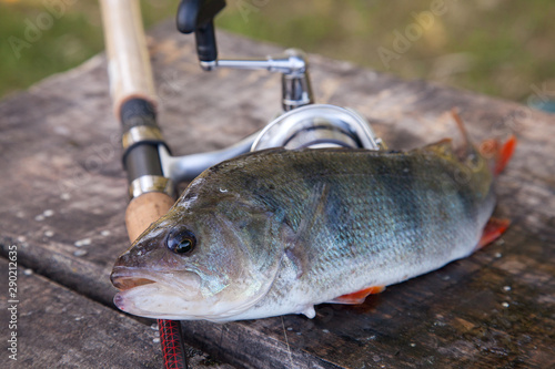Close up view of big freshwater perch and fishing equipment on wooden background..