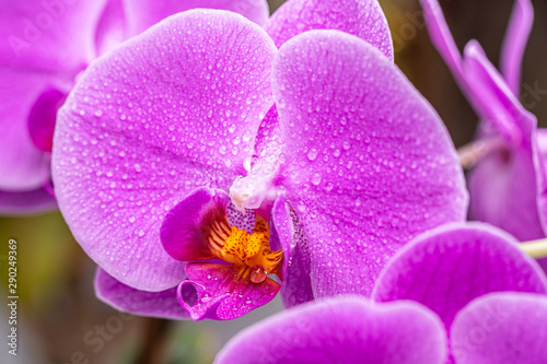 Orchid flower with drops closeup