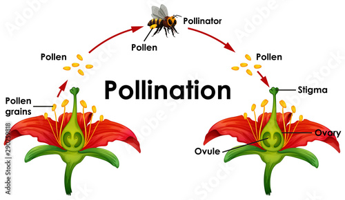 Diagram showing pollination with flower and bee