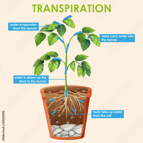 Diagram showing transpiration of plant