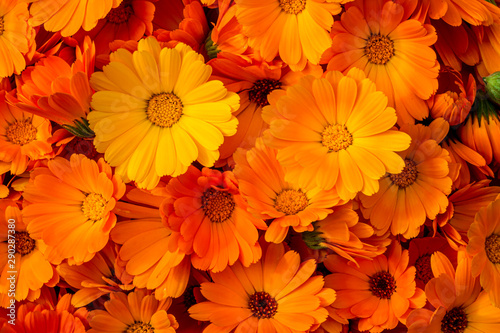 Calendula flowers. Bright natural orange background. The medicinal plant Calendula officinalis is commonly known as marigolds.