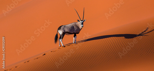 Gemsbok or gemsbuck (Oryx gazella), Namib Desert, Namibia, Africa