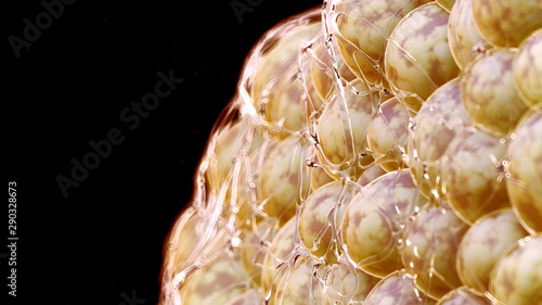 3d rendered illustration of human fat cells