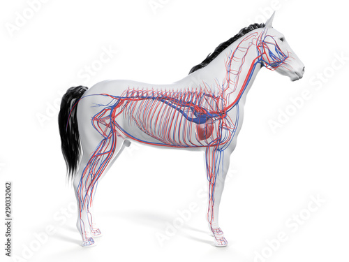 3d rendered anatomy of the equine anatomy - the vascular system