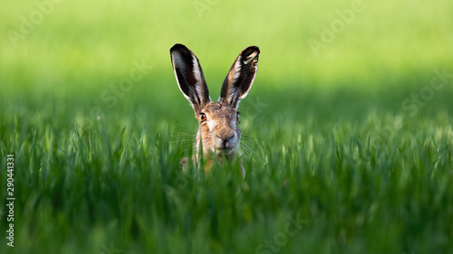 Wild brown hare, lepus europaeus, looking with alerted ears on a green field in spring. Rabbit hidden in grass facing camera with copy space.