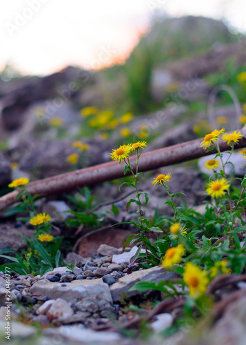 Yellow flowers similar to daisies doronikum among stones and fragments of old iron and garbage in the North of Yakutia.