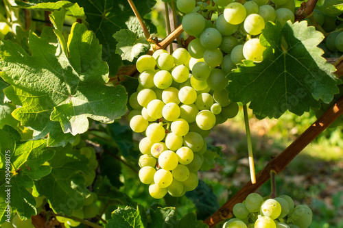 Vineyard with growing white wine grapes, riesling or chardonnay grapevines in summertime