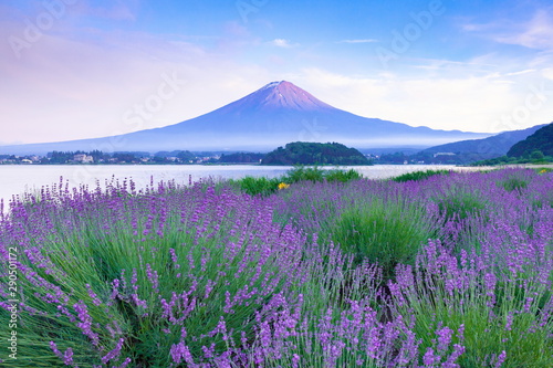 富士山とラベンダー、山梨県河口湖大石公園にて