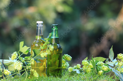 beer bottles and hops plant outdoors