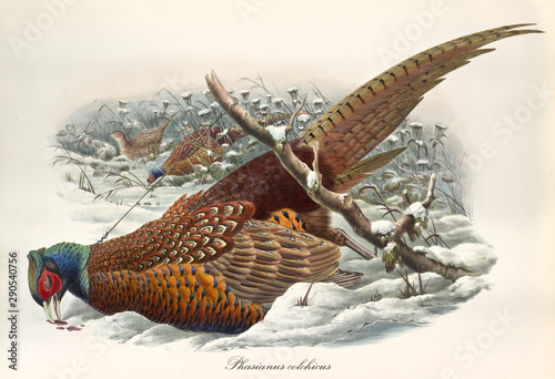 dead pheasant after beeng trapped in the snow with a wire. Vintage style detailed watercolor illustration of Common Pheasant (Phasianus colchicus. By John Gould publ. In London 1862 - 1873