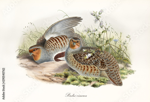 Gray partridge brown streaked and its partner outdoor hided in the grass. Vintage style hand colored watercolor illustration of Grey Partridge (Perdix perdix). By John Gould, In London 1862 - 1873