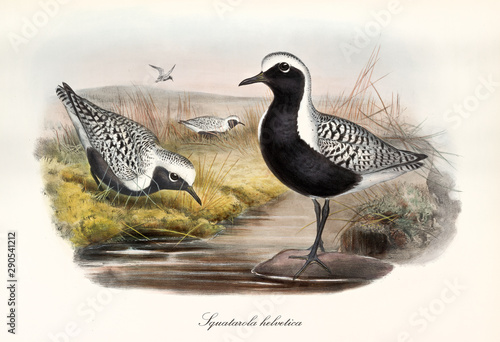 Grey Plover (Pluvialis squatarola). Black and black striated white water bird posing and feeding on a pond. Detailed watercolor vintage style illustration by John Gould. London 1862 - 1873