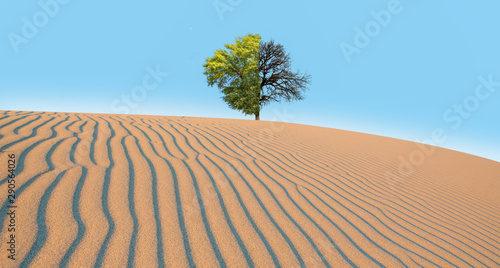 Global warming concept. Lone dead and live tree in desert dunes "Elements of this image furnished by NASA "