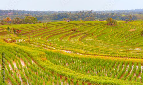 Green rice terrace fields of Jatiluwih in Bali island - Ubud, Indonesia 