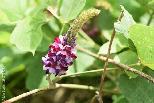 Kudzu flowers / In Japan, kudzu roots are used as a material for sweets and used as a raw material for herbal medicine.