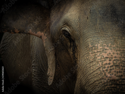 Closeup Old elephant in Thailand sanctuary