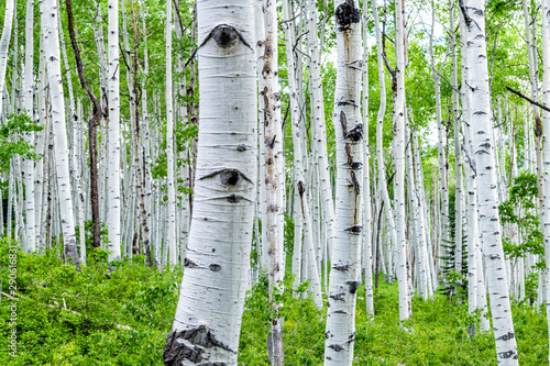 Aspen forest trees in summer on Kebler Pass in Colorado in National Forest park mountains with lush green color