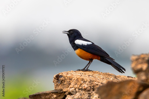 Mocking Cliff Chat on Wooden Log. Mocking cliff chat, Thamnolaea cinnamomeiventrid, is perching on stone in Gondar, Ethiopia, Africa wildlife