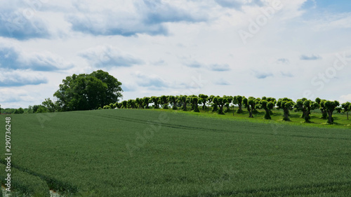 Grain field in spring with a view of a Feston avenue