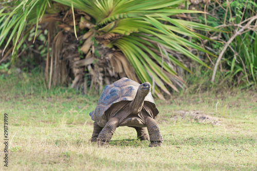Aldabra giant tortoise at Francois Leguat Tortoise Parc, Rodrigues Island