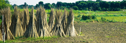 Cultivation of jute in India. environmentally friendly production.