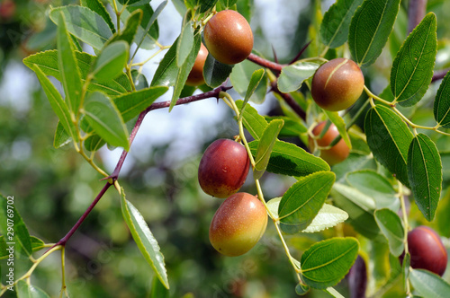 jujube fruits on a tree on a background of green leaves