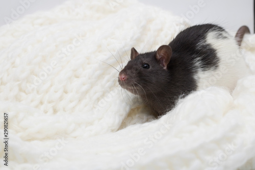 Christmas rat. Little fluffy rat in a white cream knitted scarf. New year mouse. Symbol chinese lunar horoscope. New year and Christmas concept.Selective focus.