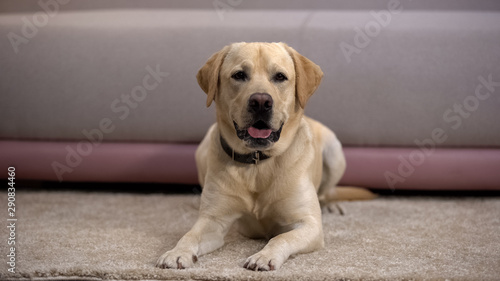 Beautiful purebred labrador retriever dog lying on carpet, waiting for owner